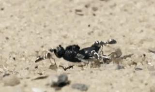 什么动物吃蚂蚁已灭绝 什么动物吃蚂蚁